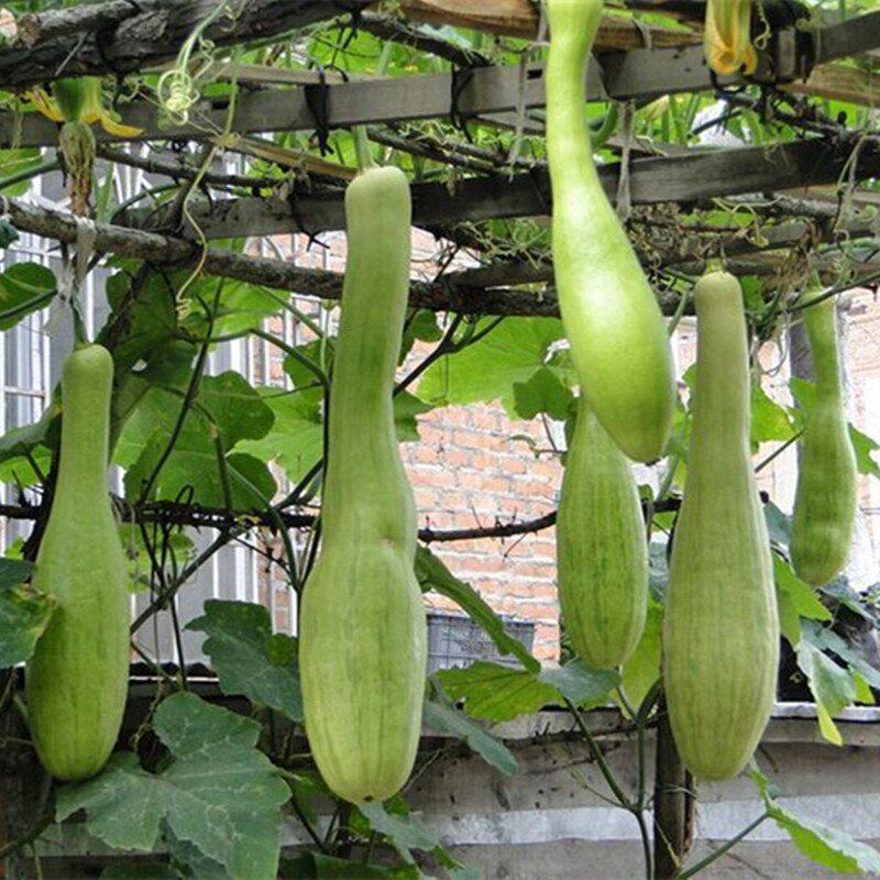 蔬菜种子神奇砍瓜种子长葫芦黑花砍瓜南瓜吊瓜种子愈合快随砍随吃