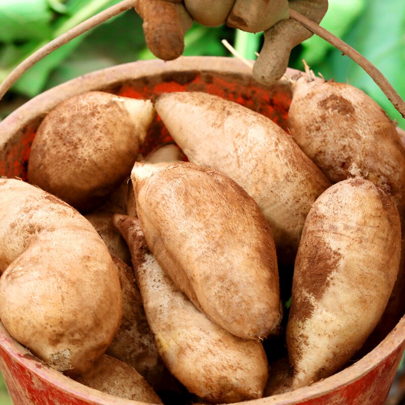 天山雪莲果现云南新鲜水果10斤整箱当季红心特级雪莲果