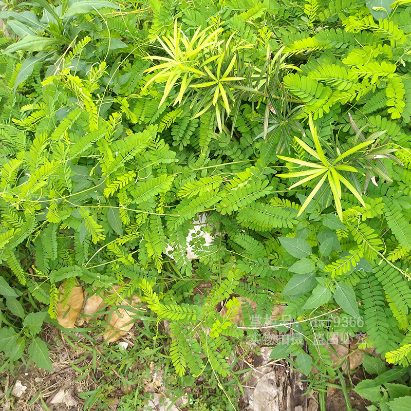 鸡骨500g无硫野生药材全棵带根农家营养食品广东其他药食同源食品