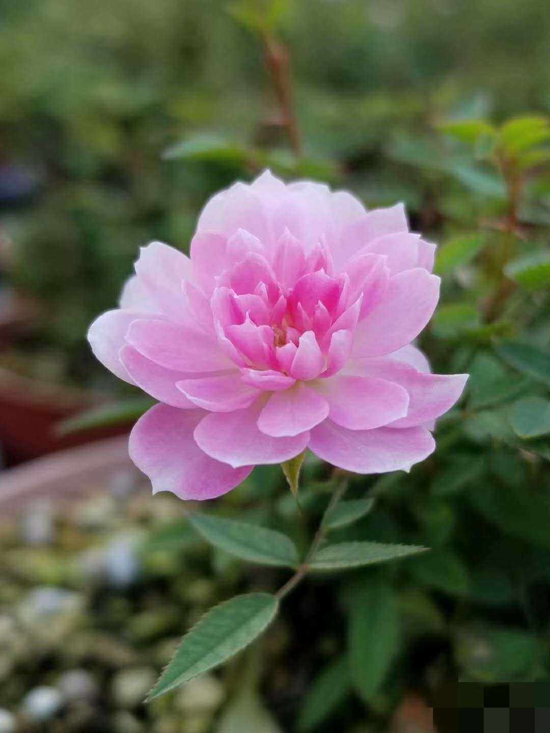 姬乙女超级微型月季类似于金平扦插壮苗包邮非偏远园艺刀剪