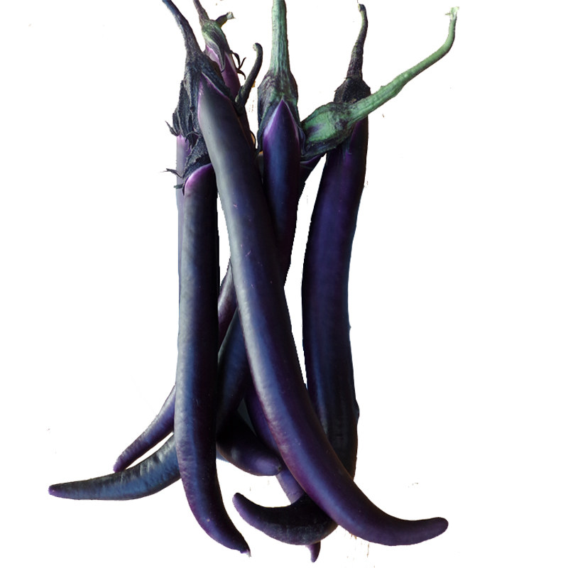 杭茄种子一号茄子苗蔬菜苗线茄春播蔬菜花卉家庭园艺种子