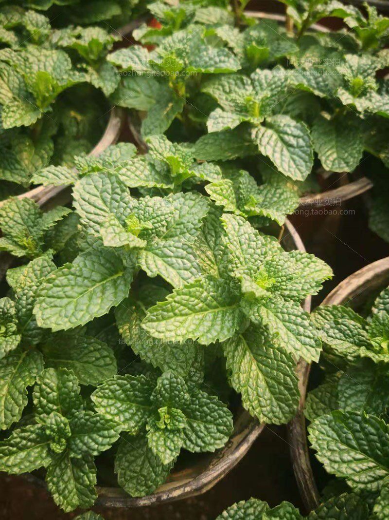 食用进口花苗留兰香薄荷花卉盆栽新鲜可食用泡茶绿植