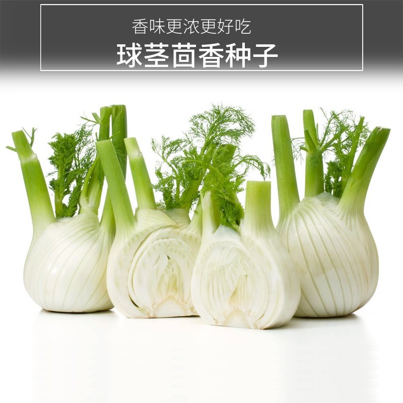 球茎茴香种子割茬小茴香籽结荷兰进口四季春夏家庭园艺种子