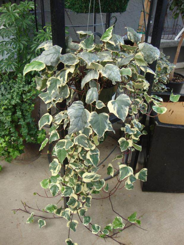 美国大白常春藤花叶黄金络石油画婚礼吊兰绿植绿植