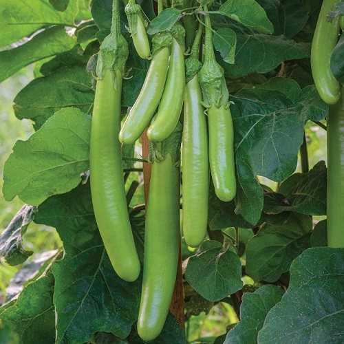 茄子绿美长茄杭茄细圆四季春季盆栽蔬菜水果种子家庭园艺种子