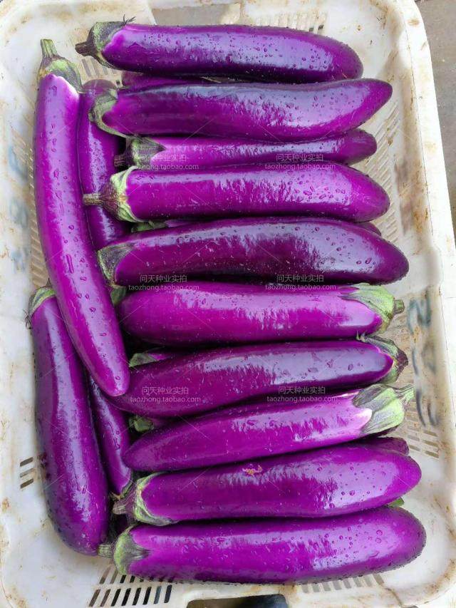 广佳紫长茄子圆罐白茄杭四季春季菜园高产基地家庭园艺种子