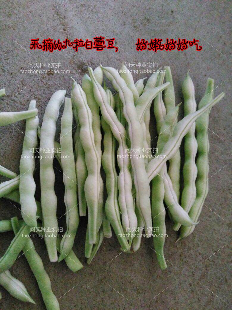 九粒白芸豆种子 老来俏 架豆种子芸豆种子豆角种子 蔬菜种子