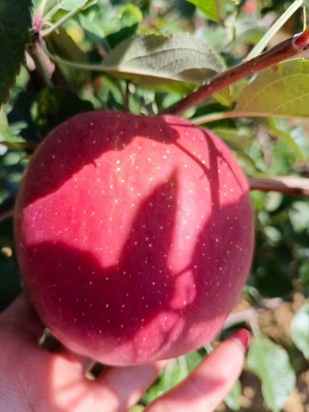 康定特产达杠雪山红苹果香甜清脆可口老少皆宜每箱苹果