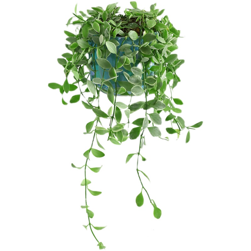心森岚花叶金边翡翠吊兰植物爬藤垂吊绿植室内绿植