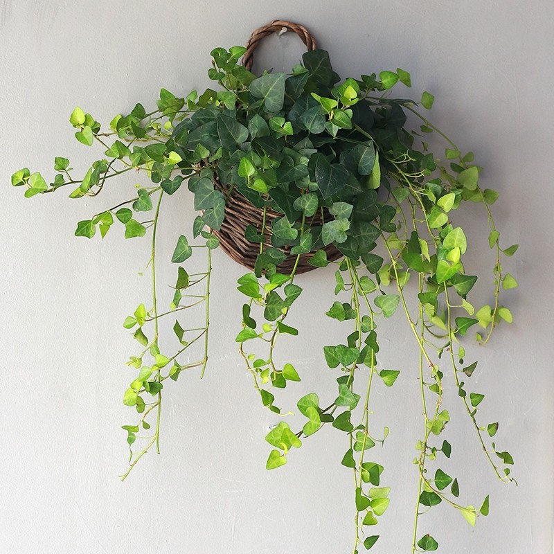 心森岚心叶常春藤金边垂吊长春藤绿植垂藤水培爬藤植物常青藤盆栽