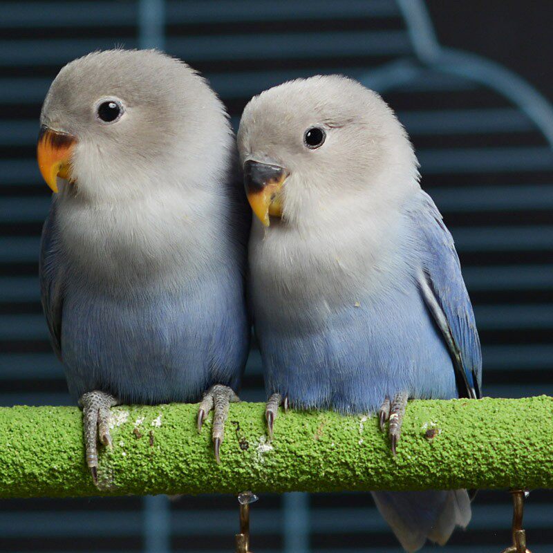 手养牡丹鹦鹉伊莎花桃宠物鸟活亲人紫闪蓝闪鸟