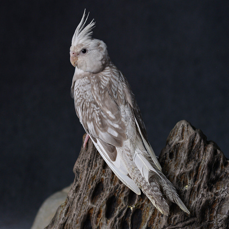 玄凤雏鸟观赏亲人半毛虎皮鹦鹉活体幼鸟手养鸟