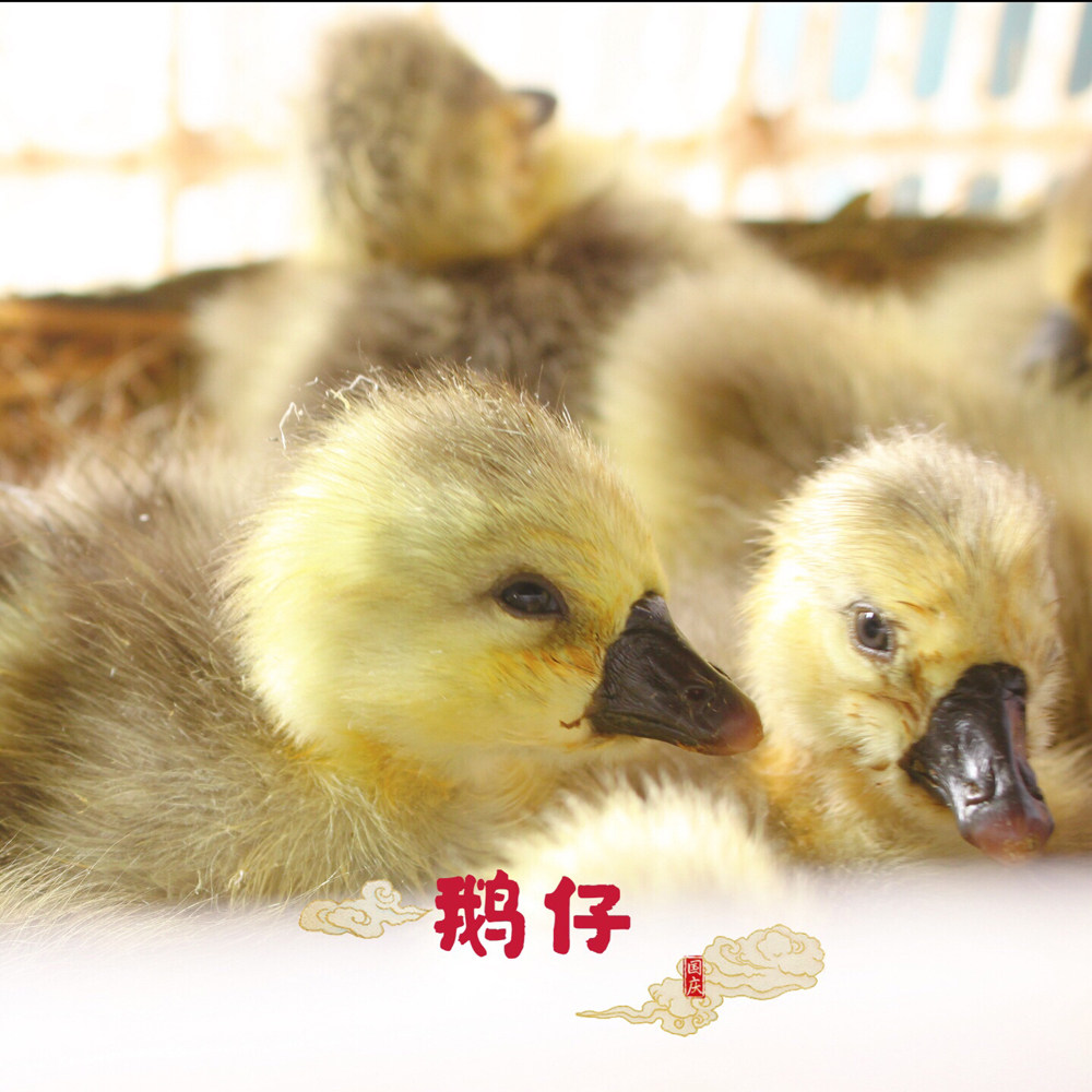 【包活到家】汕头澄海纯种狮头鹅 活体苗 中通快递和客车 一周苗