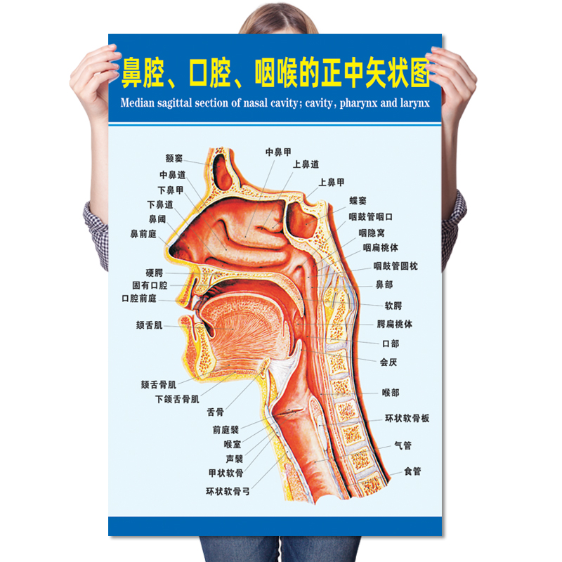 鼻腔口腔咽喉正中矢状海报耳鼻喉侧面结构解剖写真