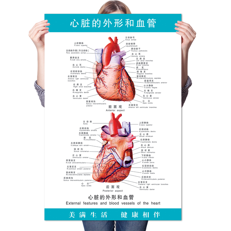 《心脏的外形和血管》医院医学人体结构心血液循环解剖图海报挂图