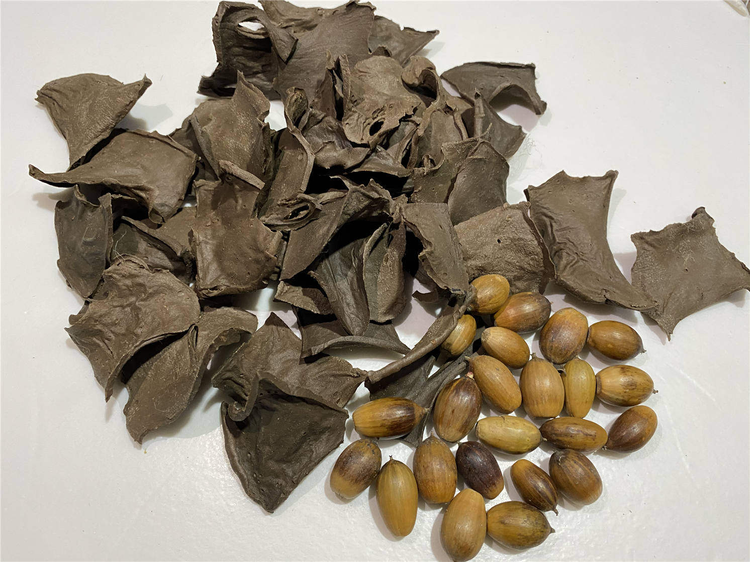 文成干货苦槠干苦株手工日晒野生采摘无添加150g其它干货