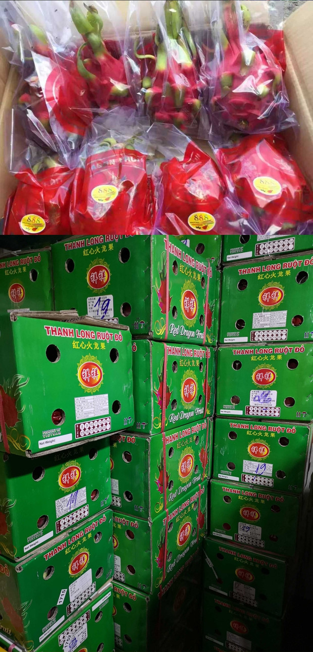 原箱越南红心火龙果15斤以上912只新鲜包邮进口火龙果