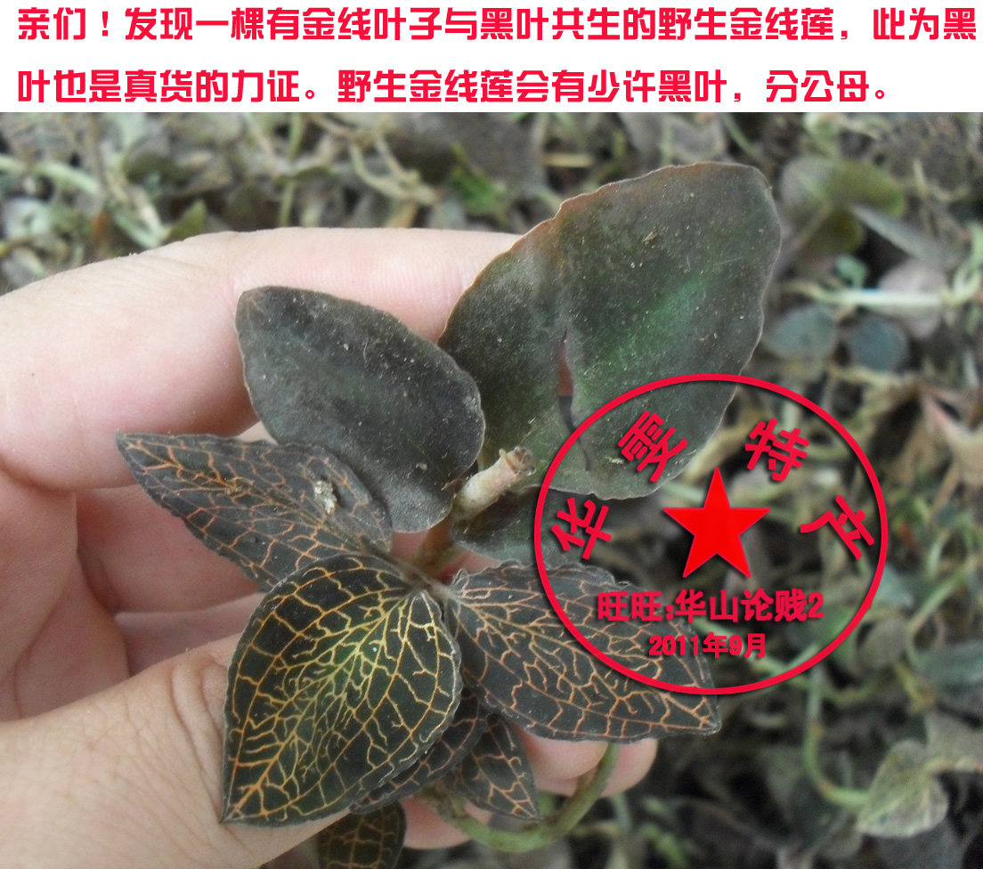 野生金线莲干品野生金线莲茶金丝草金线草广西山区野生1斤包邮