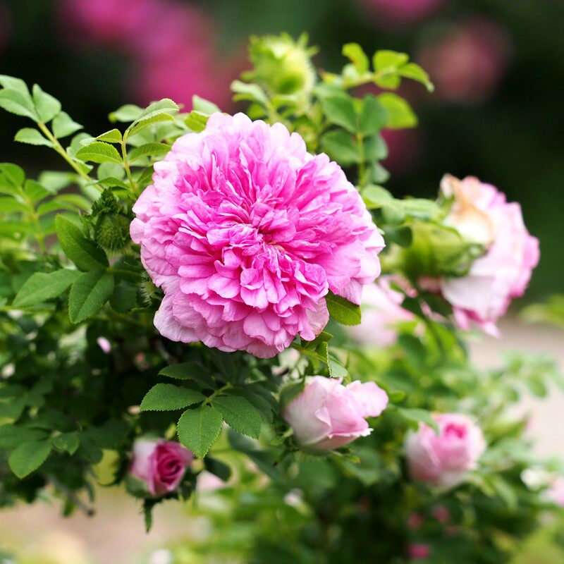 花苗庭院开花季节刺梨重瓣月季花十六月季古老花卉