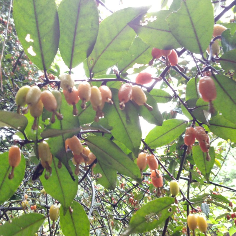 羊奶树苗四季一份绿植盆栽常青树桩秃子胡秃子绿植