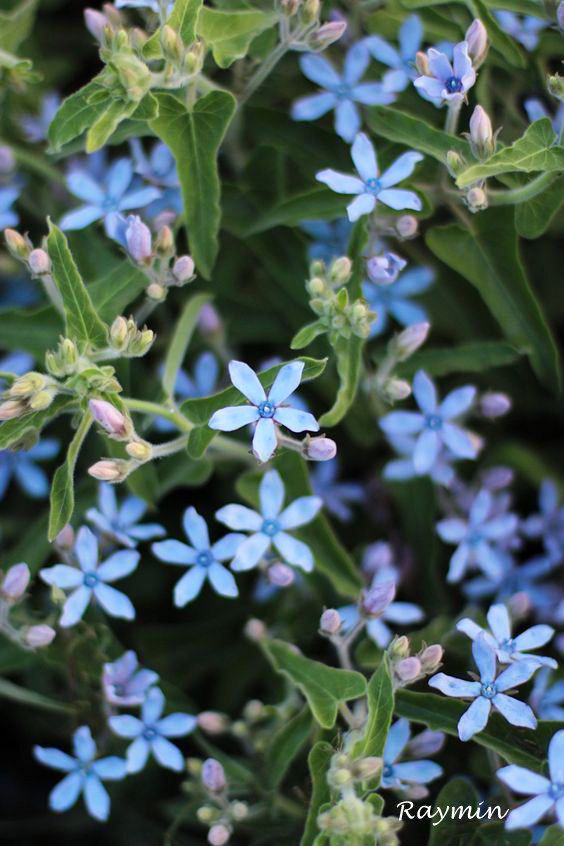 raymin蓝色耐热植物盆栽花卉种子圆瓣蓝星花天蓝时令草本花卉