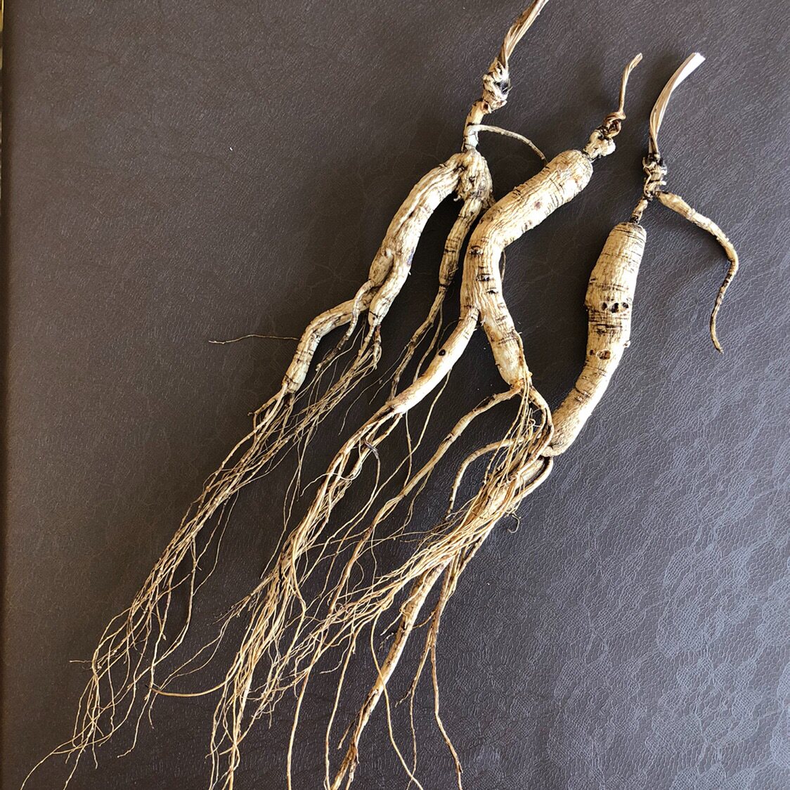 吉林长白山人参林下山下山野山移山单支散煲汤泡酒山参