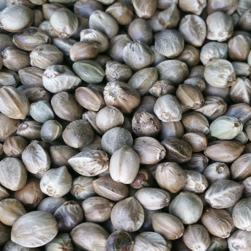 新货云南火麻子包邮大粒非甘肃炒熟五香生麻子麻籽人食用原味零食