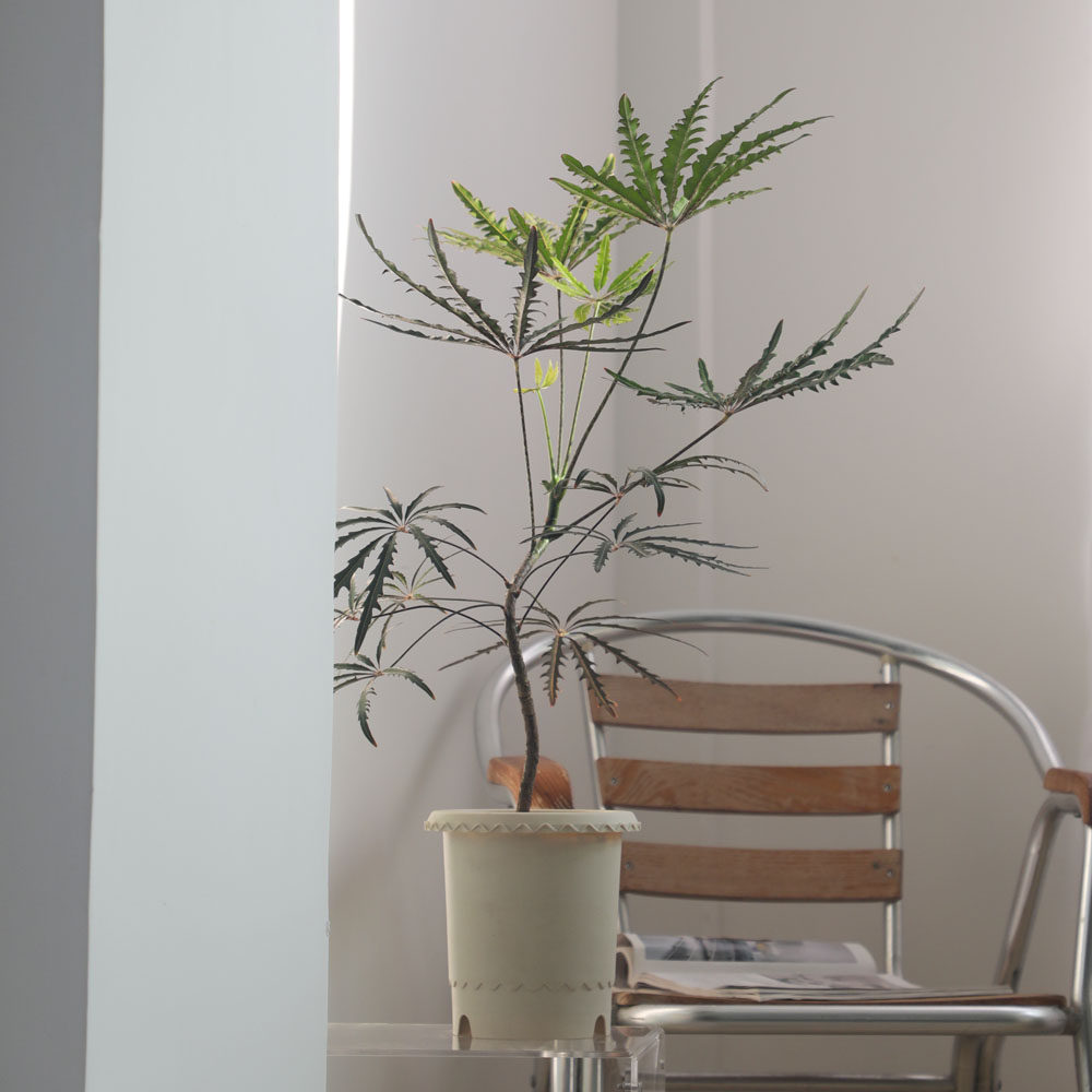 自然孔雀木老桩植物耐阴好养易活客厅室内绿植绿植