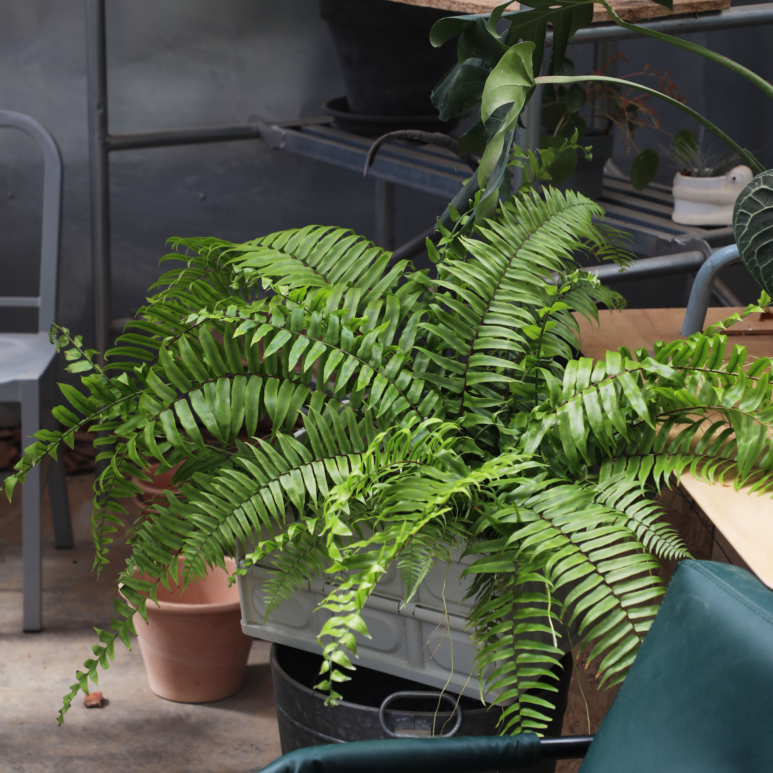 绿植霸王蕨长叶肾蕨室内悬挂桌摆净化空气盆栽蕨类绿植