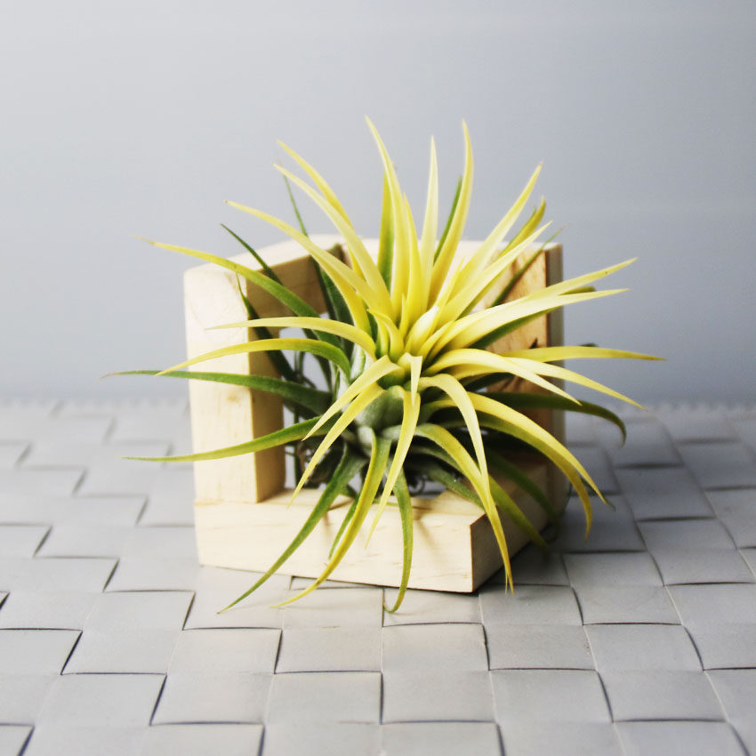 木架自然空气凤梨魔术底座架子植物绿植盆栽花盆