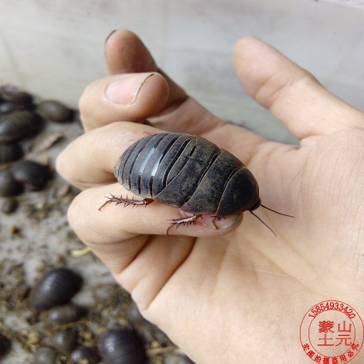 大母虫活体土元地鳖虫种虫产卵母土鳖接骨虫骨折用礼品500g包邮