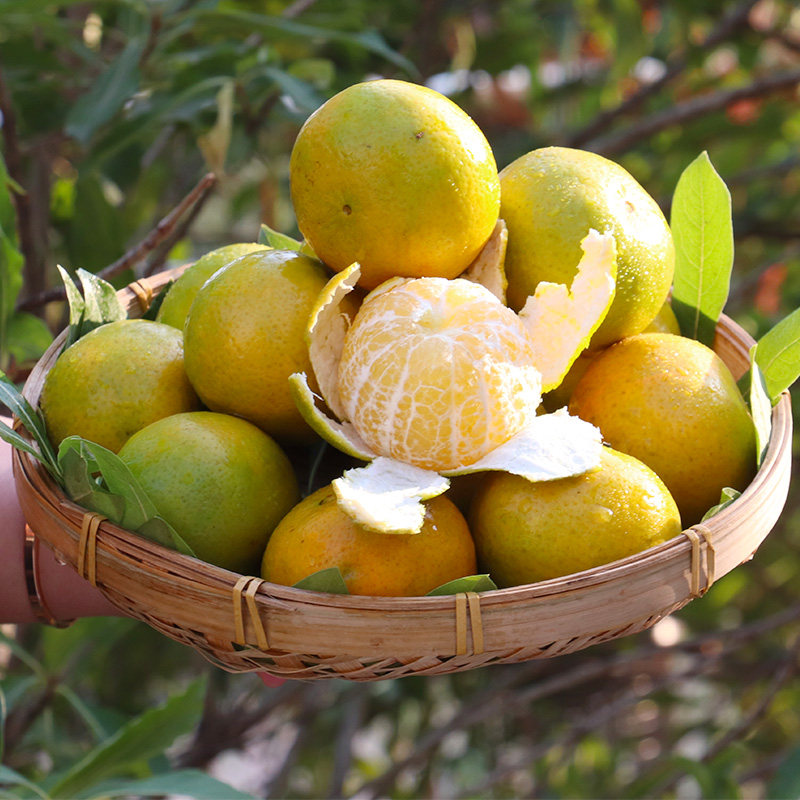 柑橘沃高季柑橘厚应果肉广西果皮大果10斤桔子桔子