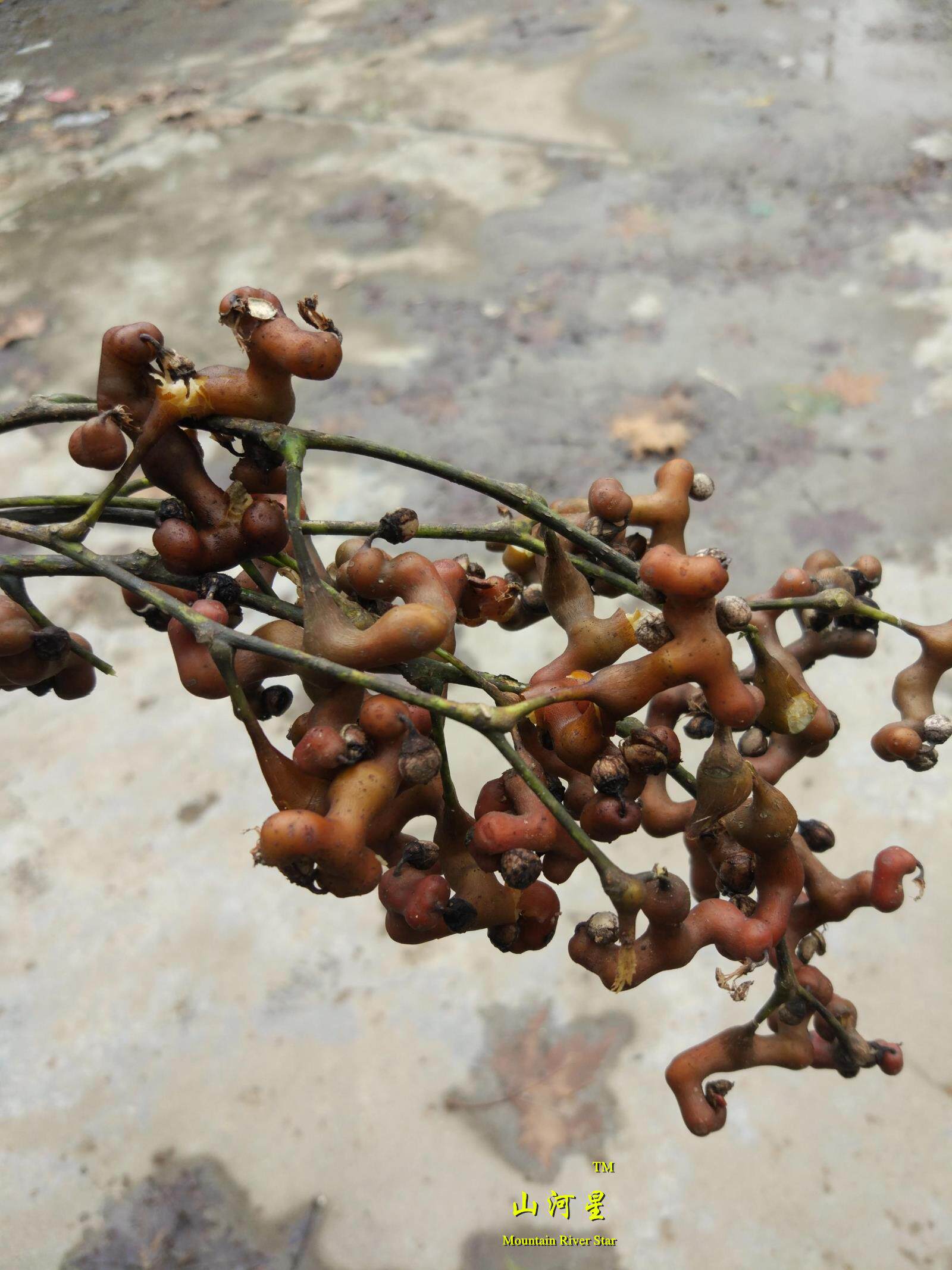 山河星奇怪野果新鲜生态水果枳椇拐枣鸡爪万寿果枣