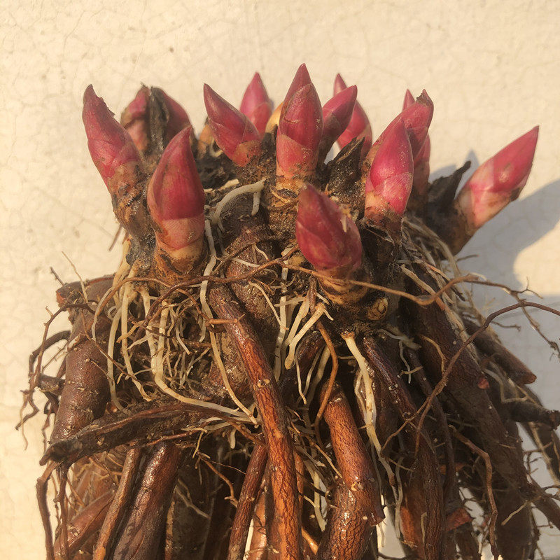 芍药正宗进口观赏花苗带根块多年生重瓣大花绿植花卉