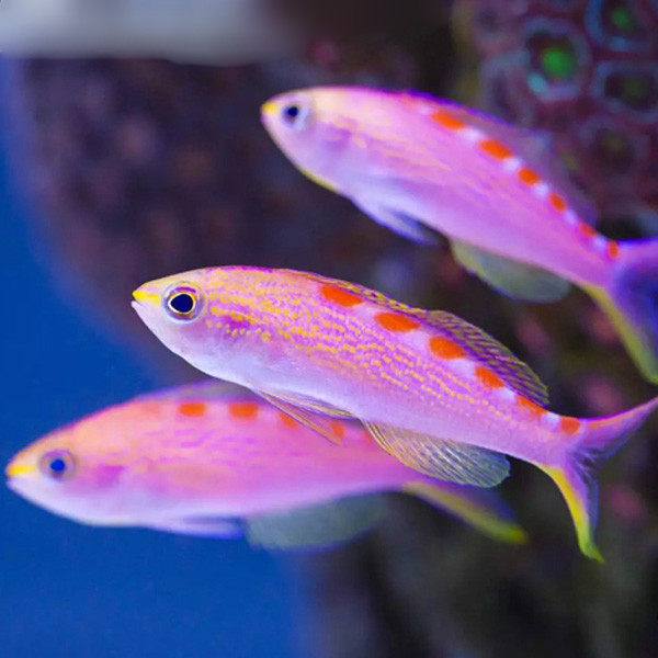 虎纹海金鱼老虎皇冠宝石海水活体珊瑚珊瑚鱼鱼缸鱼