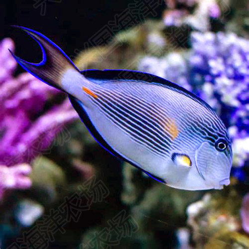 红海骑士阿拉伯倒吊红线纹吊进口活体海水藻包鱼