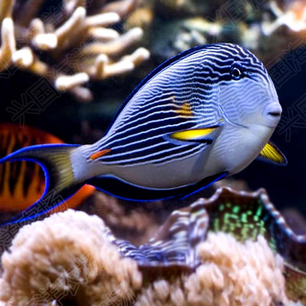 红海骑士阿拉伯倒吊红线纹吊进口活体海水藻包鱼