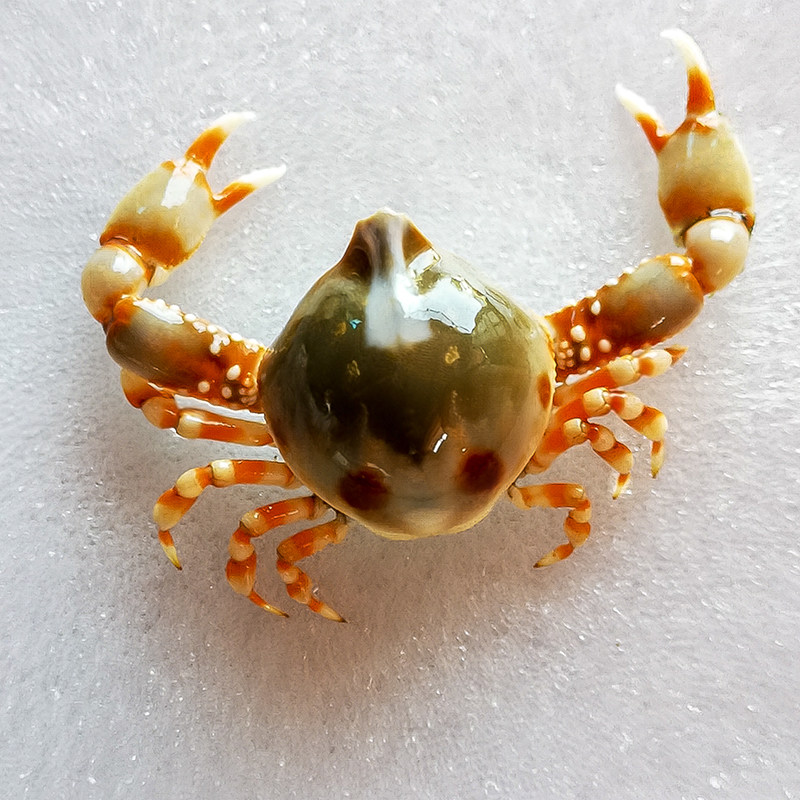 翻砂翻沙玉蟹海水鱼缸活体小螃蟹生物利器兴国蟹