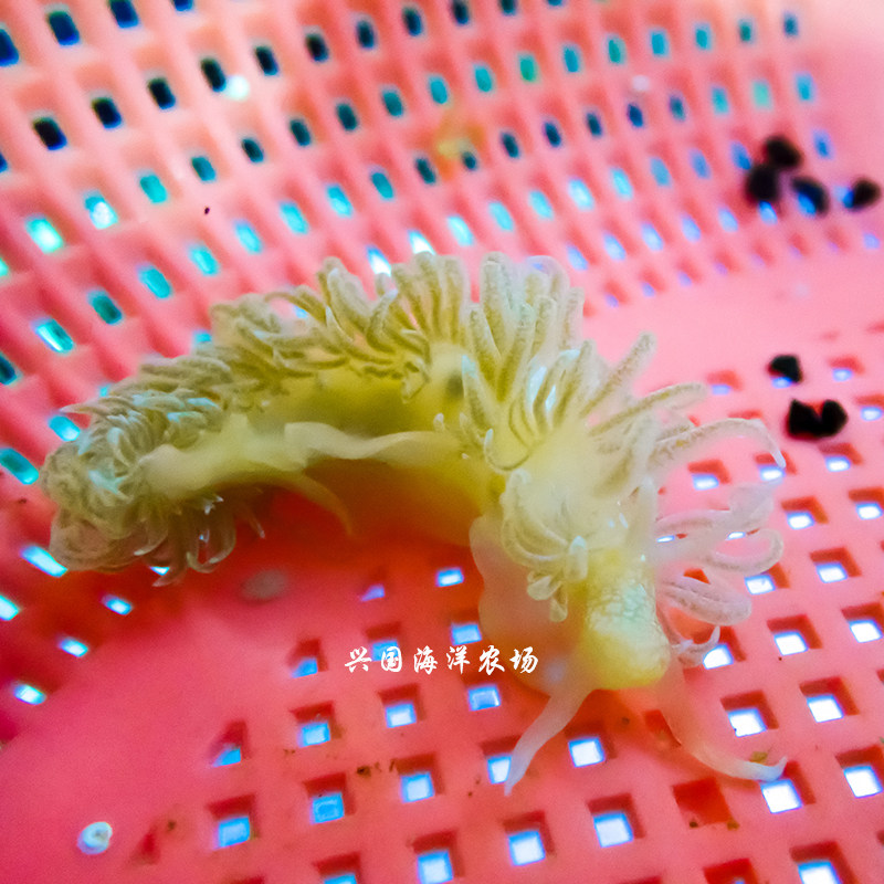 紫海兔蓝幻彩海兔网纹白海兔绿蓝丝绒菠萝海牛食苔蛞蝓活体海水鱼