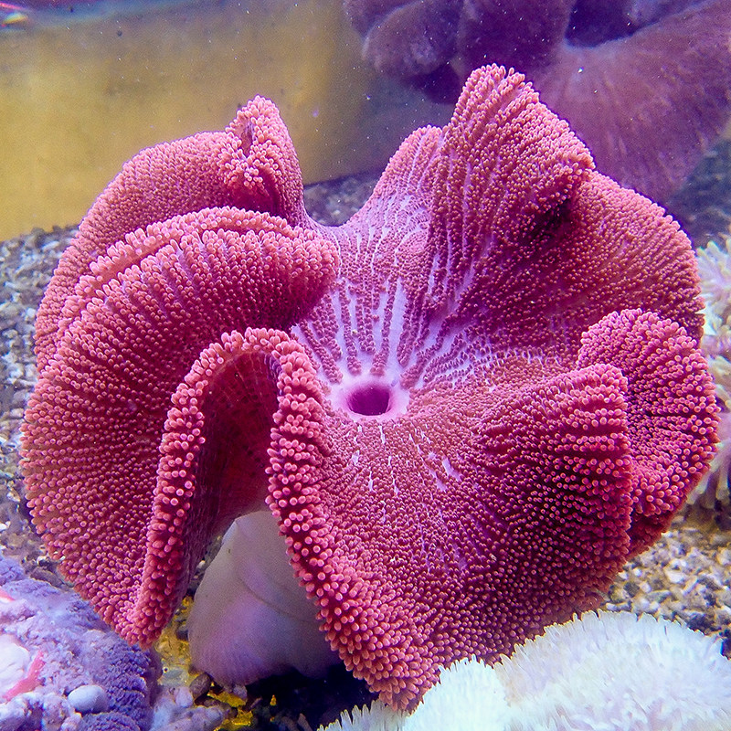 地毯海葵彩色活体珊瑚黄色蓝色红色荧光绿地其它水族宠物