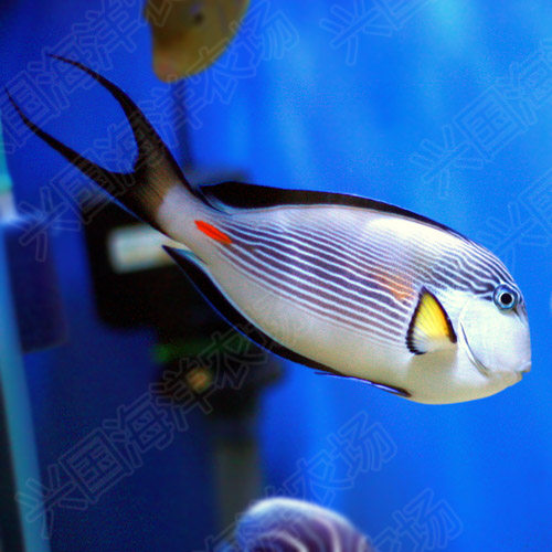 红海骑士阿拉伯倒吊红线纹吊进口活体海水藻包鱼