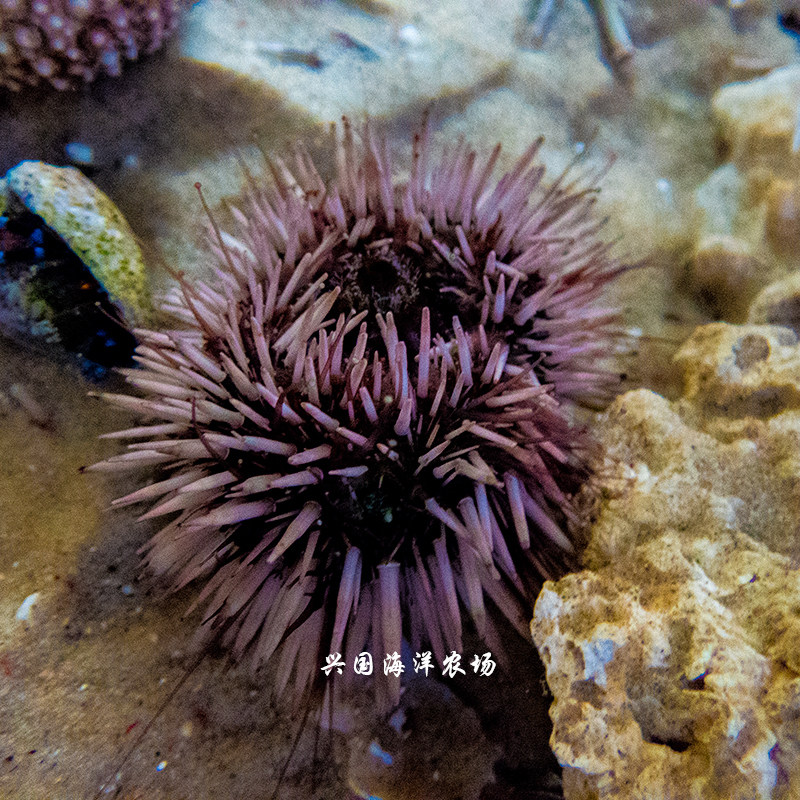 蓝礼服海胆彩色海胆短刺海胆活体海水鱼缸除藻生物去红泥包活