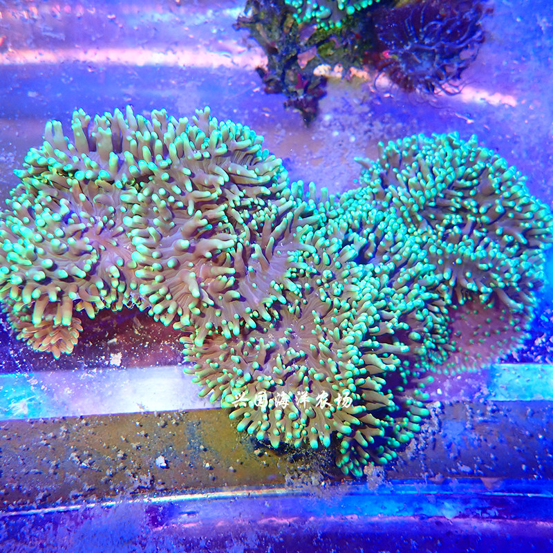 荧光绿毛泡泡香菇海水观赏鱼活体珊瑚小丑定水其它水族宠物