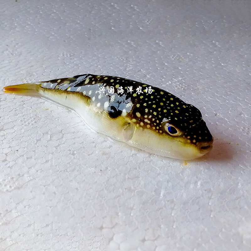 河豚河鲀海水观赏鱼活体鱼缸小丑鱼气泡养定快递鱼