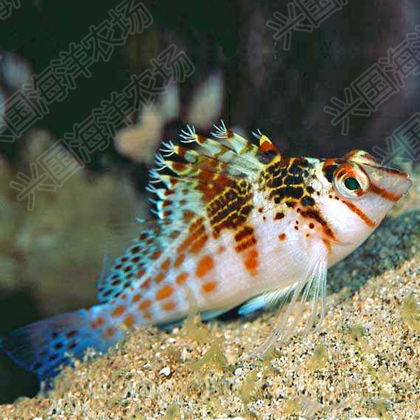 短嘴格尖鳍鹰金活体海水观赏鱼美国红鹰2b快递鱼
