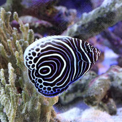 神仙蓝圈海水活体篮圈皇后幼鱼进口海观赏鱼快递鱼