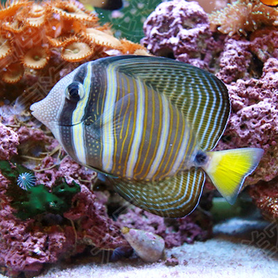 大帆海水活体吊类开口食藻海黄金吊蓝快递发货鱼