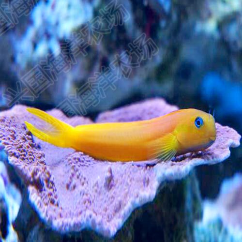 金蛟剪西瓜藻吃活体海水金剪刀虾虎剪刀快递鱼