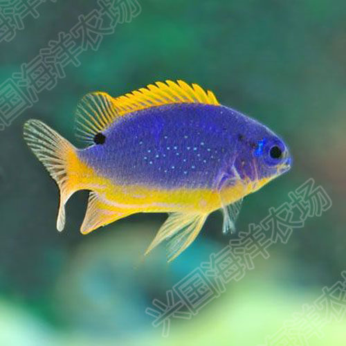 快递包活人工饲养开口颗粒兴国黄尾黄肚蓝魔活体海水鱼斐济魔