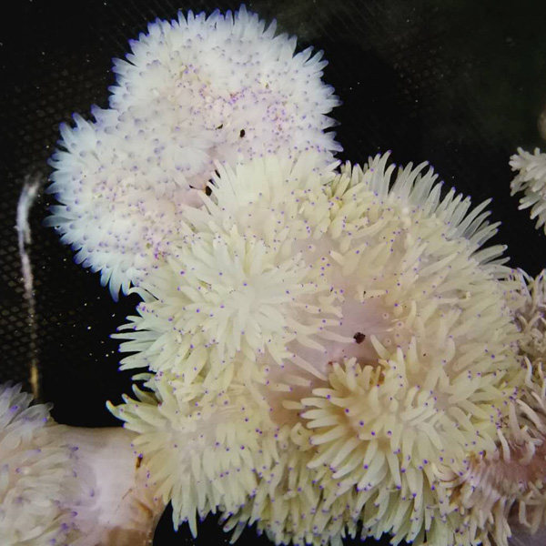 海葵奶嘴紫点白葵公主荧光绿地地毯小丑鱼共生鱼